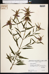 Monarda punctata image