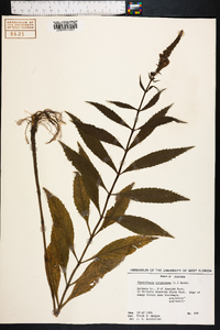 Physostegia virginiana image