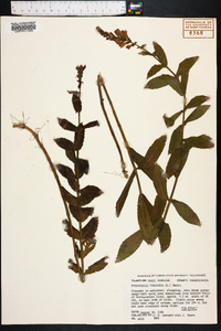 Physostegia virginiana image