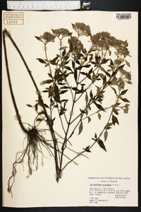 Pycnanthemum albescens image