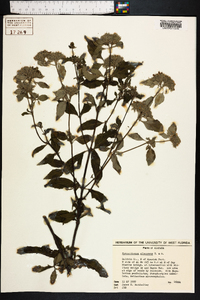 Pycnanthemum albescens image