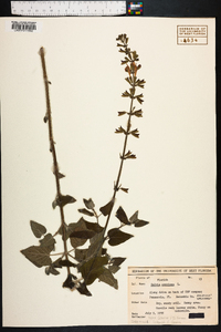 Salvia coccinea image