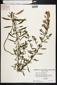 Scutellaria glabriuscula image