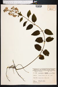 Scutellaria incana image