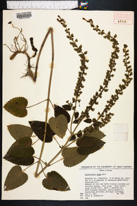 Scutellaria ovata image