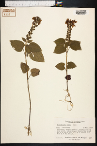 Scutellaria ovata image