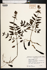 Stachys floridana image