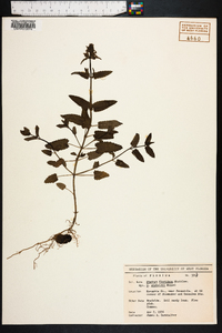 Stachys floridana image