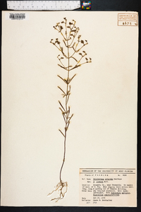 Trichostema setaceum image