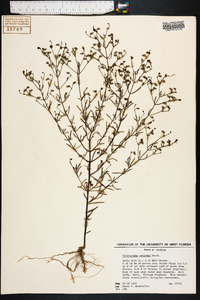 Trichostema setaceum image