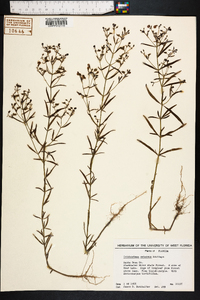 Trichostema setaceum image