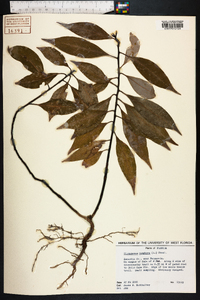 Cinnamomum camphora image