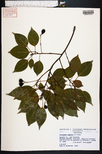 Cinnamomum camphora image