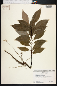 Cinnamomum camphora image