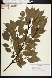 Cinnamomum camphora image