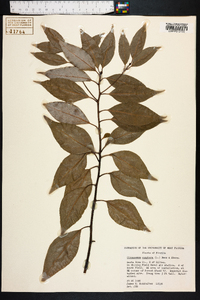 Cinnamomum camphora image