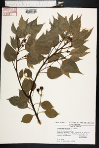 Cinnamomum camphora image