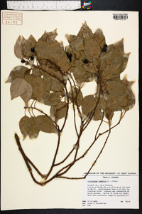 Cinnamomum camphora image