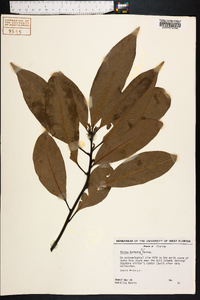 Persea borbonia image