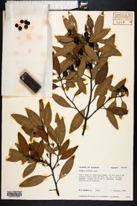 Persea humilis image