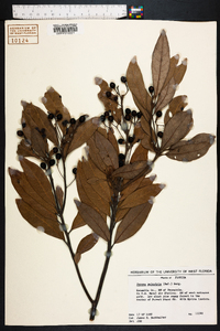 Persea palustris image