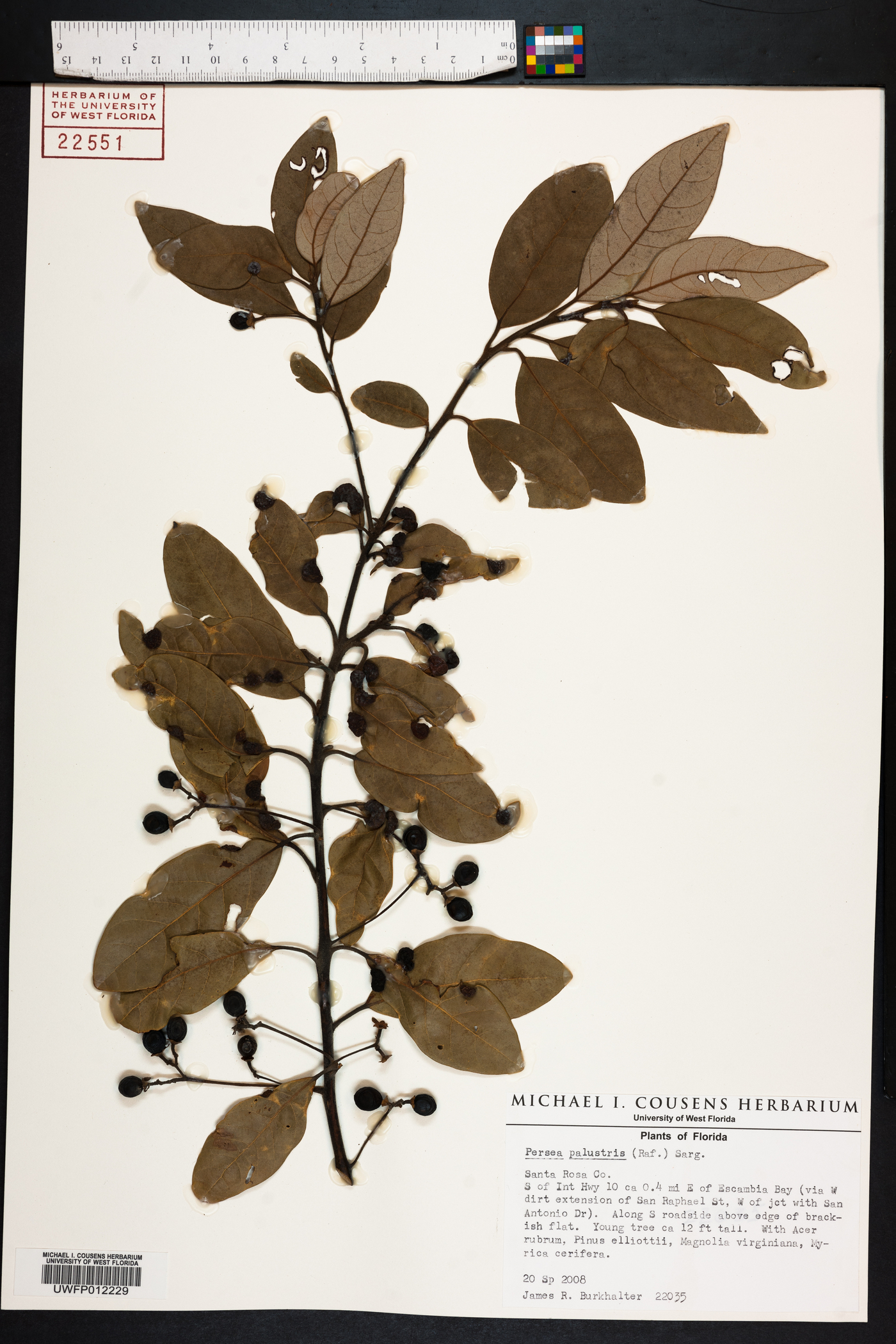 Persea palustris image