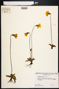 Pinguicula lutea image