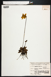 Pinguicula lutea image