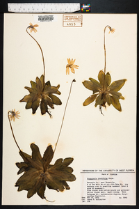 Pinguicula planifolia image