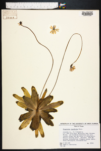 Pinguicula planifolia image