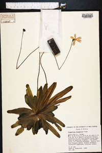 Pinguicula planifolia image