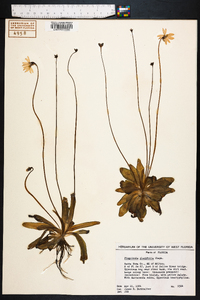 Pinguicula planifolia image