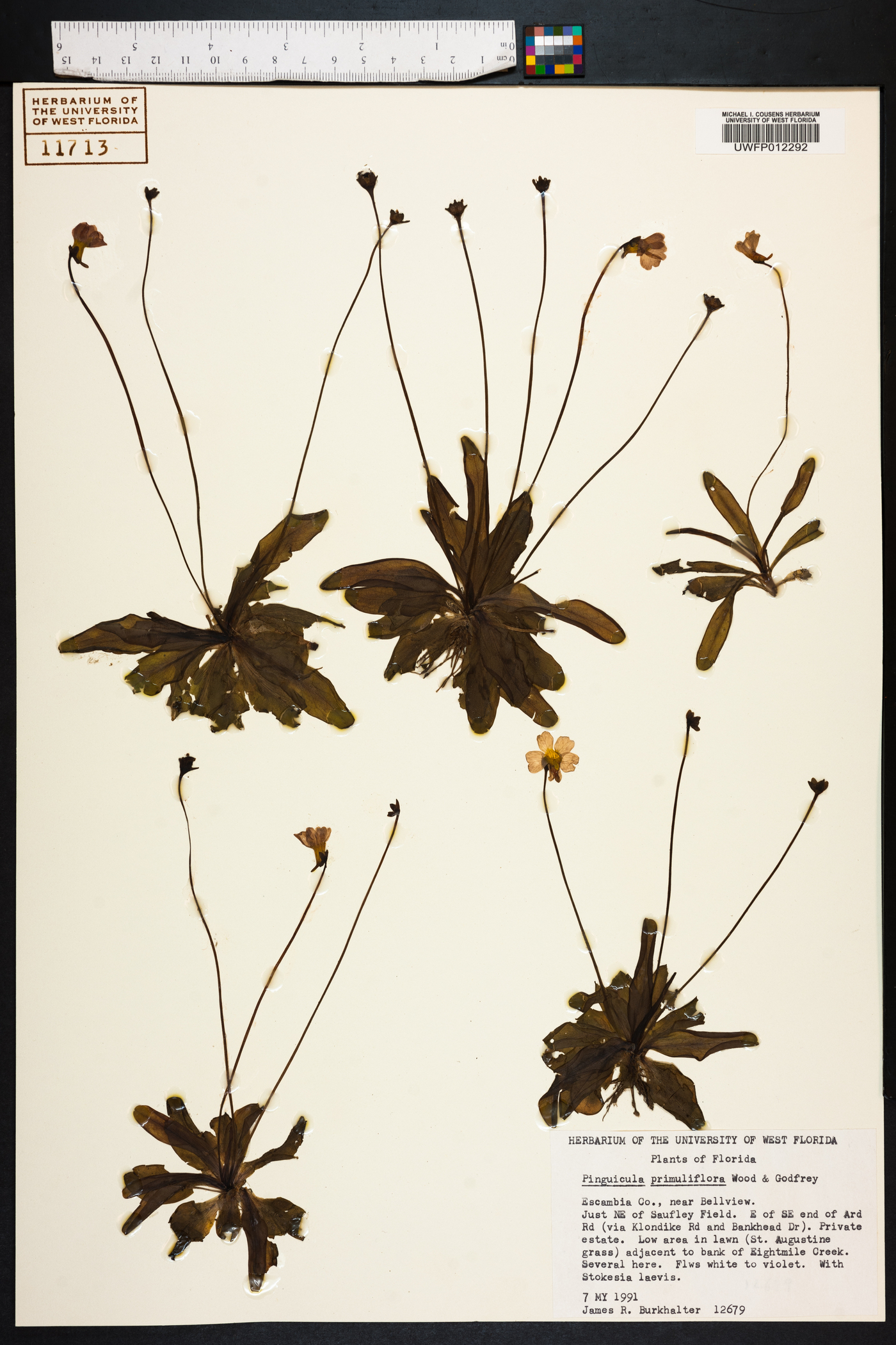 Pinguicula primuliflora image