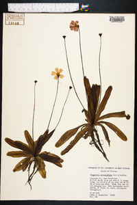 Pinguicula primuliflora image