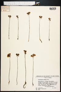 Utricularia cornuta image