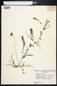 Utricularia gibba image