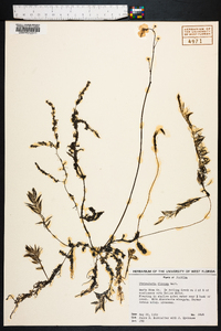 Utricularia gibba image