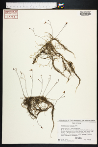 Utricularia gibba image