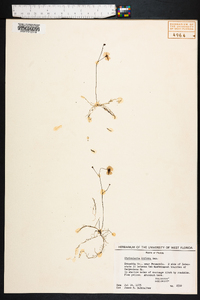 Utricularia gibba image