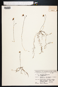 Utricularia gibba image