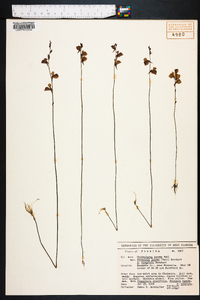 Utricularia juncea image