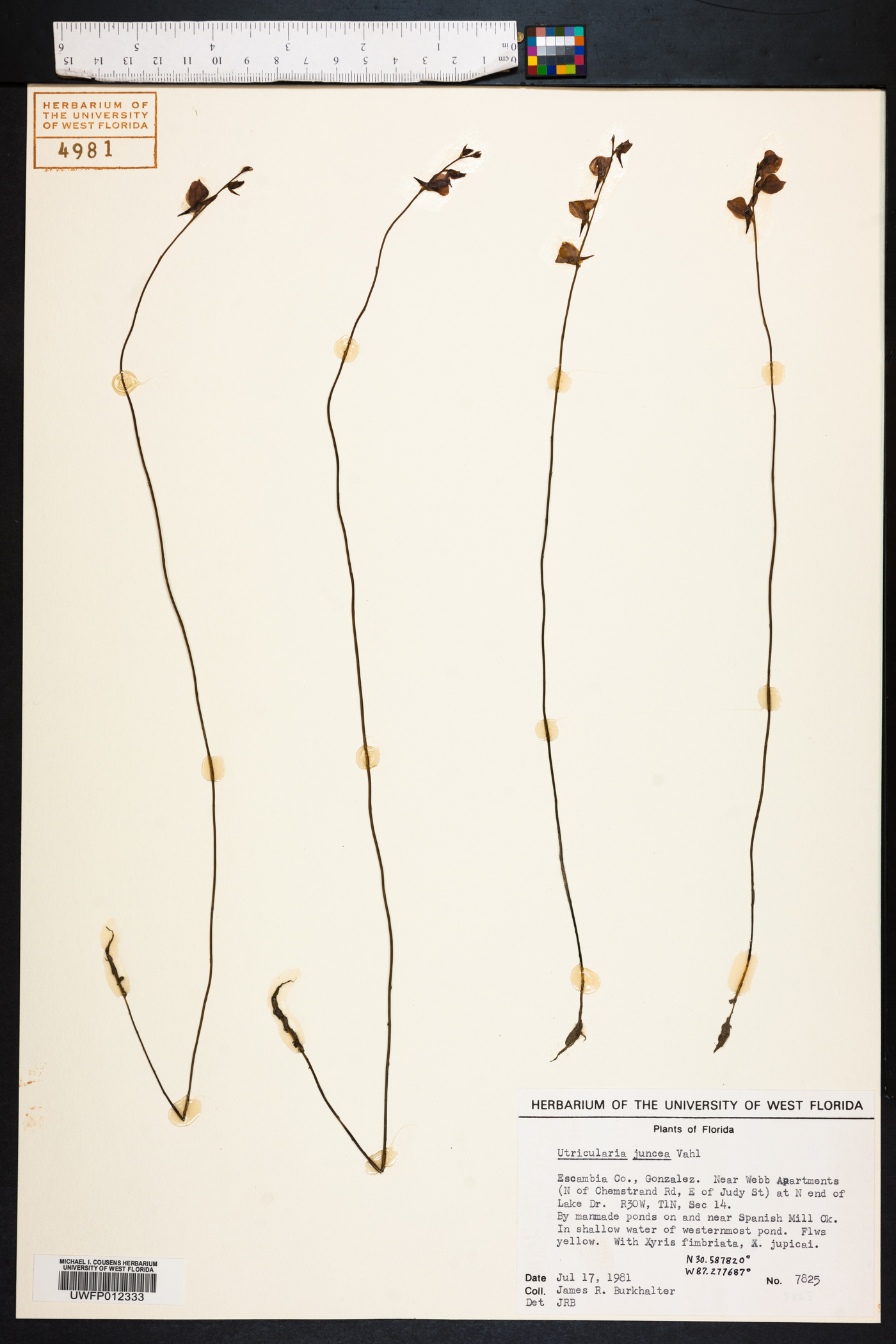 Utricularia juncea image