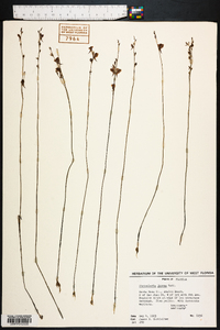 Utricularia juncea image