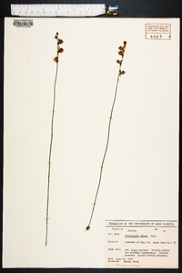 Utricularia juncea image