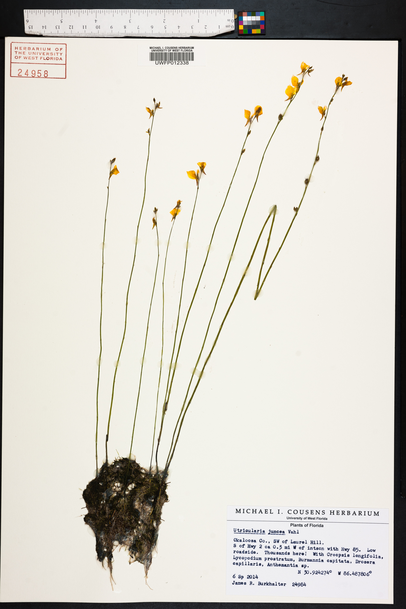 Utricularia juncea image