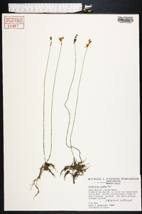 Utricularia juncea image