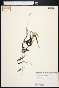 Utricularia purpurea image