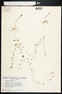 Utricularia radiata image