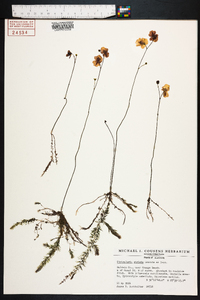 Utricularia striata image