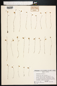 Utricularia subulata image